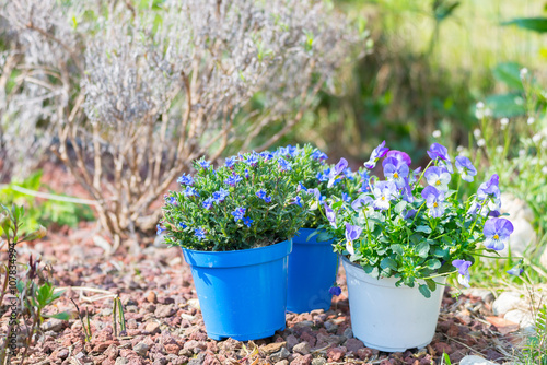 Springtime work in home garden, planting flowers