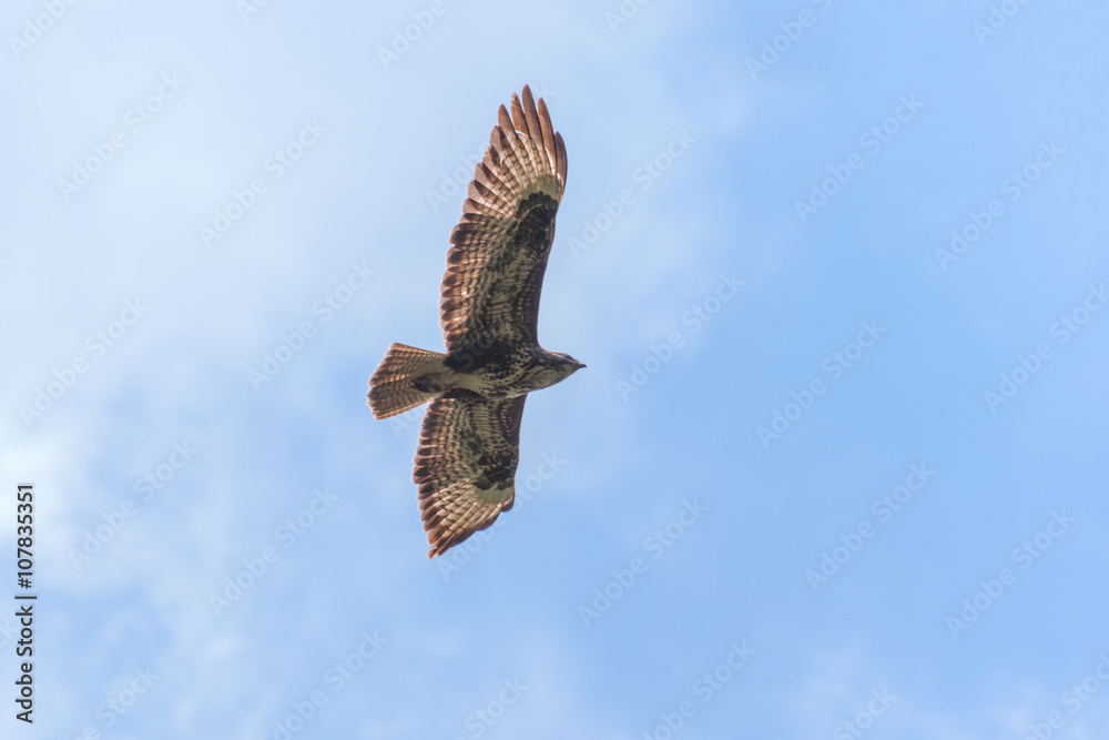 Fototapeta premium Common buzzard flying