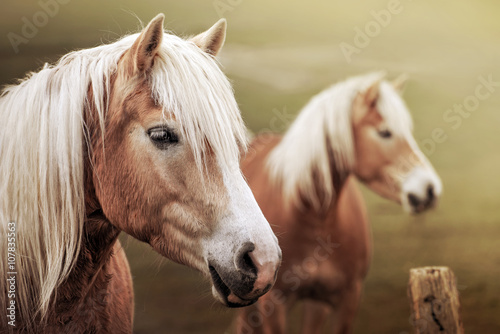 Coppia di cavalli al pascolo © Pietro D'Antonio