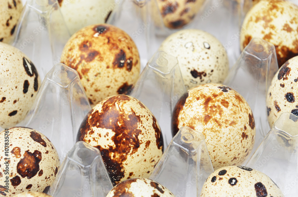 Obraz premium Quail eggs in plastic container