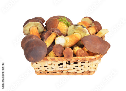 Boletus edulis mushroom in basket, DOF