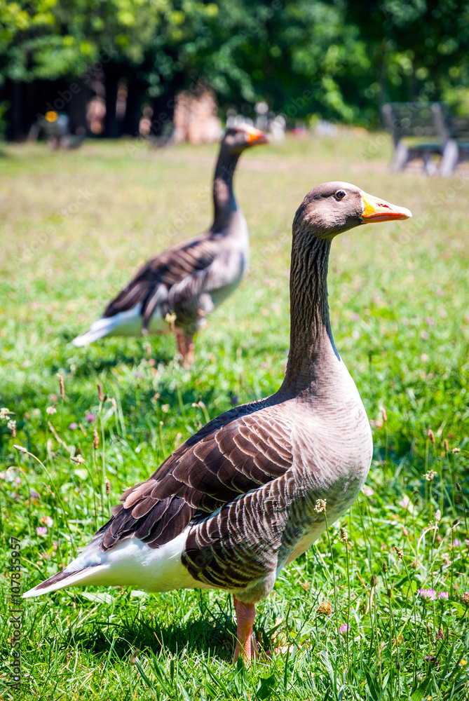 Two geese on the green grass Two geese on the green grass