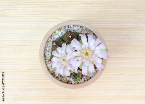 flower gymnocalycium cactus in clay pot