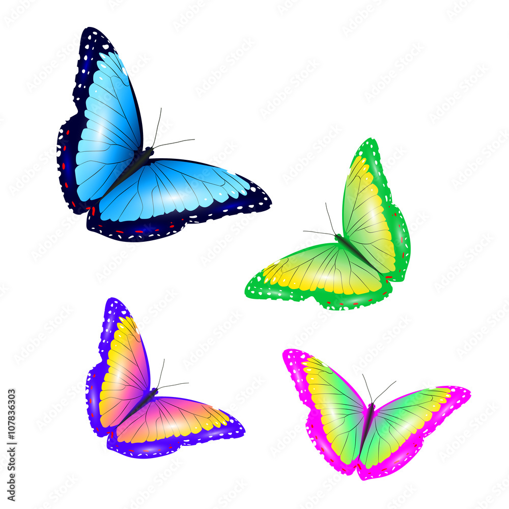 butterfly. vector illustration