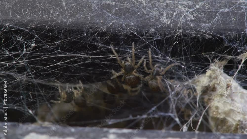 Orb Spiders Come out of Nest. Macro lens used each spider is only 2mm