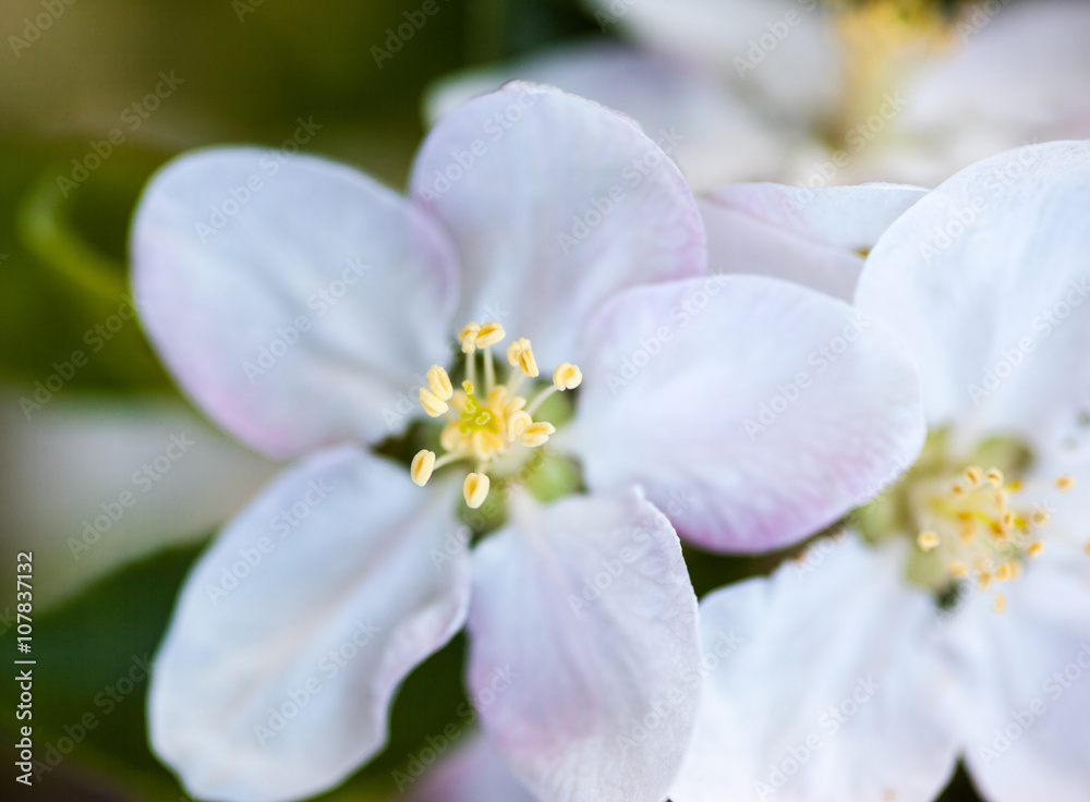 Close up of the apple tree flowers