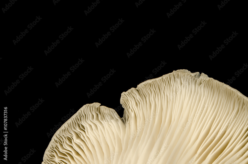 Mushroom Mushroom