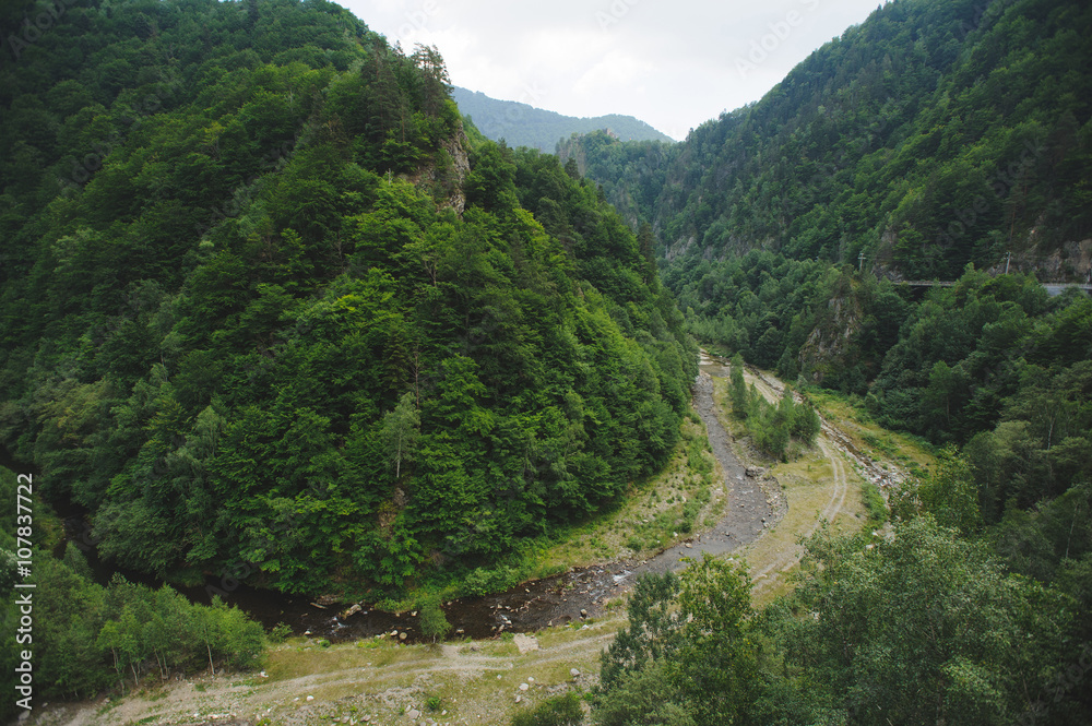 Naklejka premium River in Forest