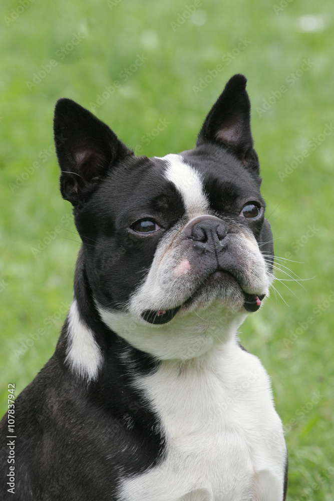 Typical Boston Terrier  on a green grass lawn