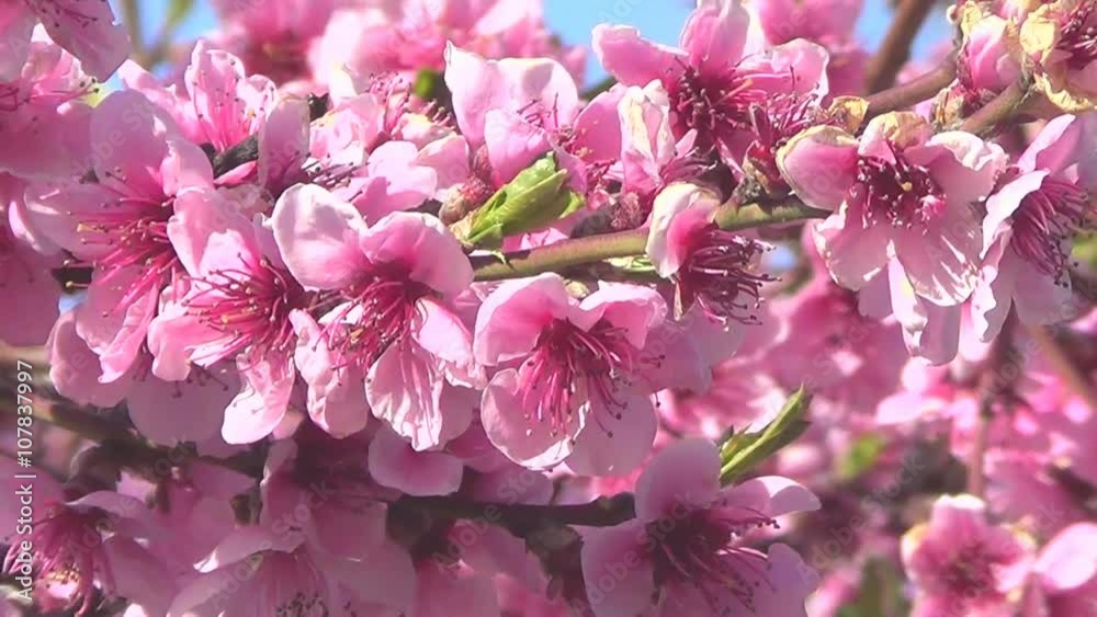 Peach tree flowers