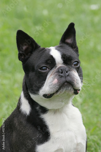 Typical Boston Terrier on a green grass lawn