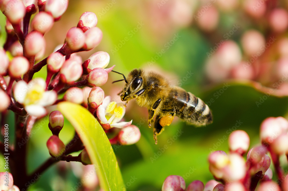 Fototapeta premium Biene (Apiformes)