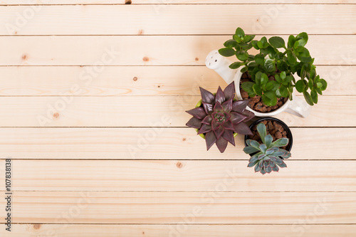 Succulents, house plants in pots