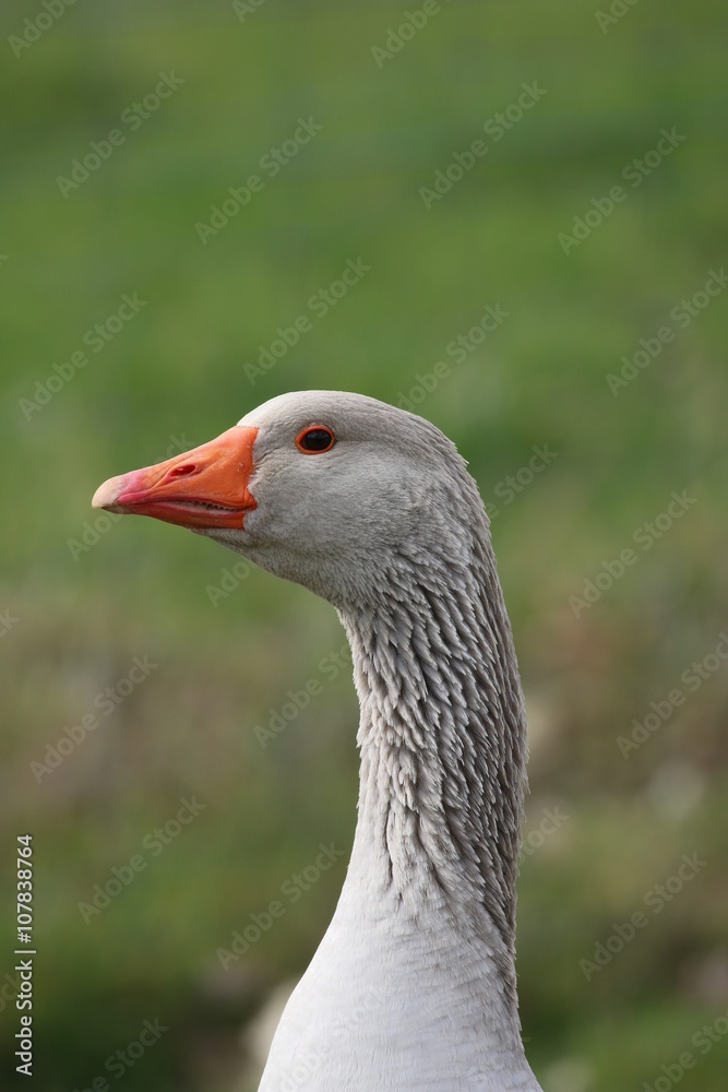 Gans Gans