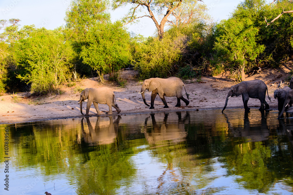 African Elephants and their reflections walking around a waterhole African Elephants and their reflections walking around a waterhole