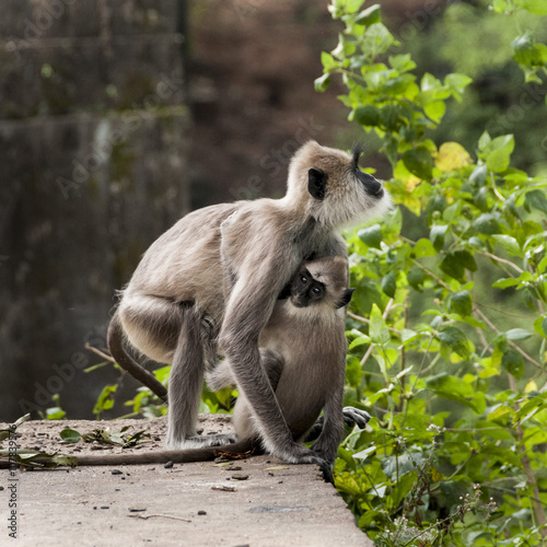 Monkey Sry lanka