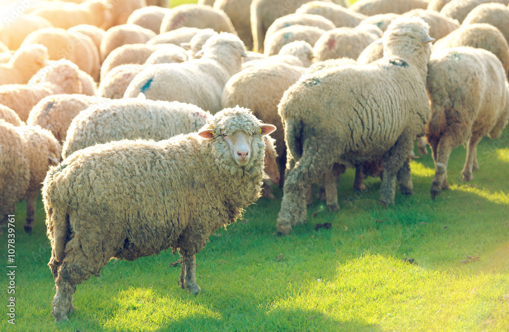 Obraz premium Flock of sheep grazing in a hill at sunset.