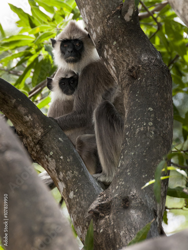 Monkey Sry lanka