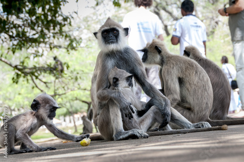 Monkey Sry lanka © francoschettini
