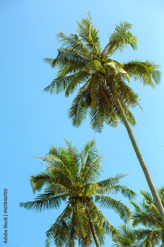 Palm tree Palm tree