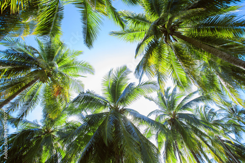 Dawn in the jungle. Palm trees