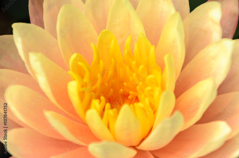 Obraz premium Beauty of Water Lily in the pond