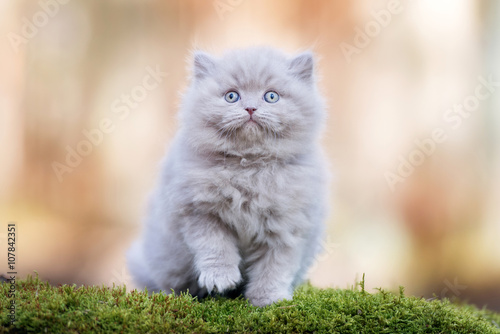 Foto adorable british longhair kitten outdoors