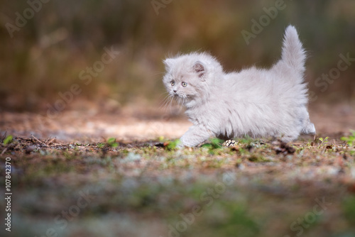 adorable british longhair kitten walking outdoors © otsphoto