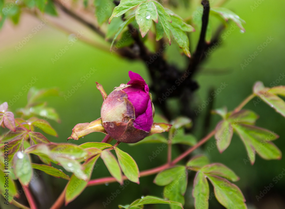 Pink peony flower bud with drops of dew Pink peony flower bud with drops of dew