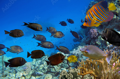 Colorful reef underwater landscape with fishes and corals