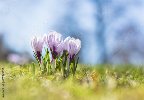 Violet Crocus flowers in sp...