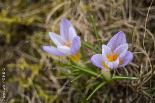 Macro colchicum Flowers on the right