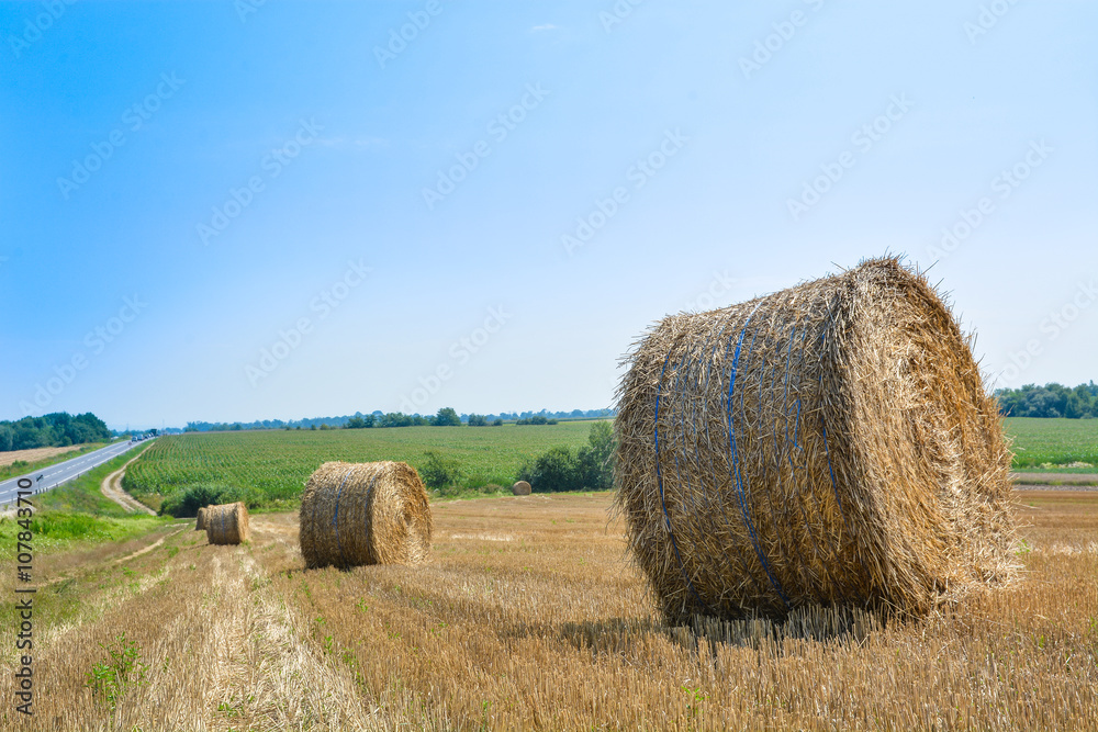 Field with wheat straw bales against a blue sky