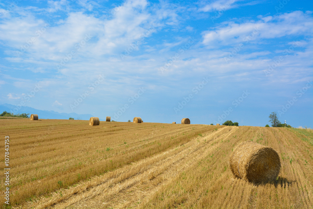 Summer field with wheat straw bales 