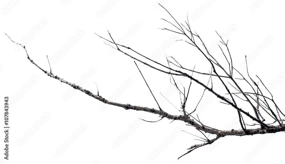 Obraz premium martwa gałąź na białym tle
