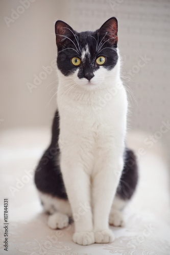 Black-and-white cat.