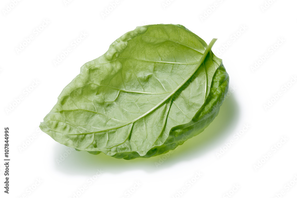 Fototapeta premium Single overturned basil leaf