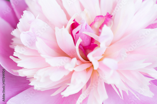 Pink petals of a peony close up as a background for design