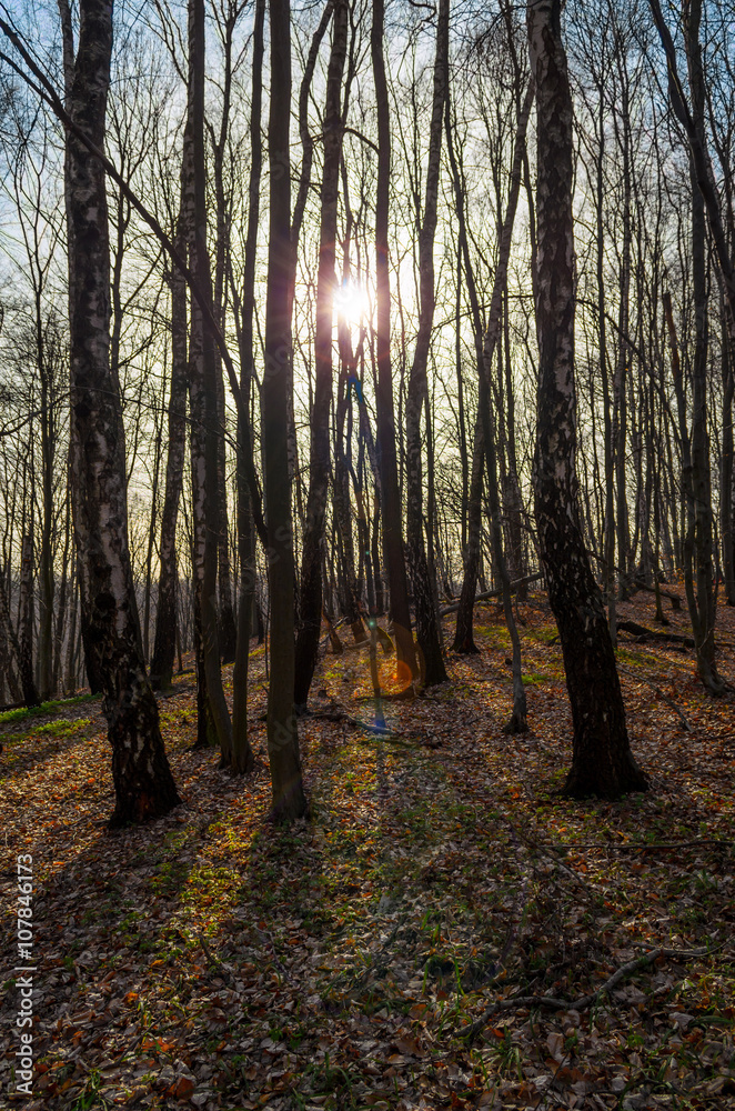 Fototapeta premium spring forest with sun rays
