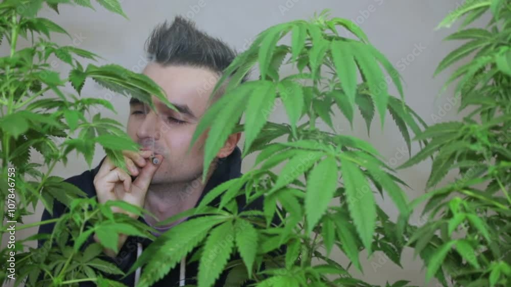 Man smoking Marijuana joint behind Cannabis plants. Man smoking Marijuana joint behind Cannabis plants.
