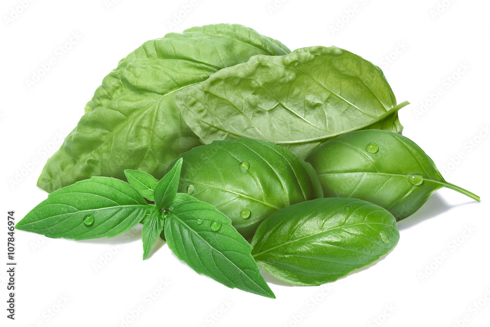 Fototapeta premium Basil leaves, different cultivars