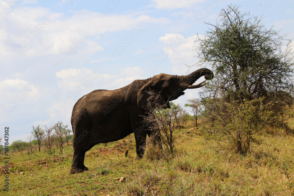 Fototapeta premium Elephant in the Serengeti
