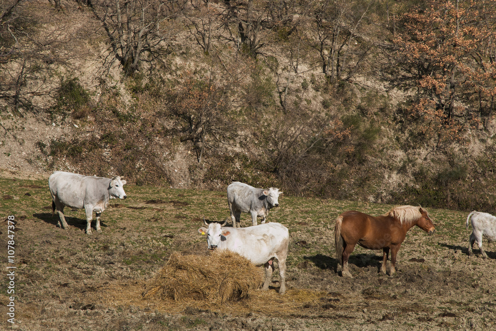 Obraz premium Fattoria di campagna con mucche e cavalli