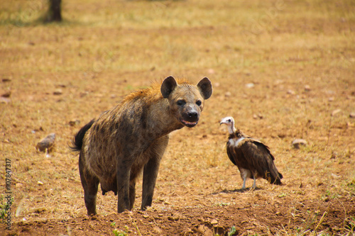 Hyena in the North Serengeti