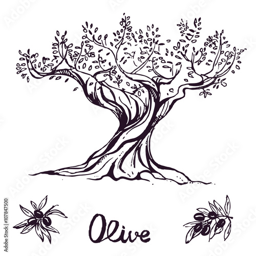hand drawn ink olive tree. vector eps 10