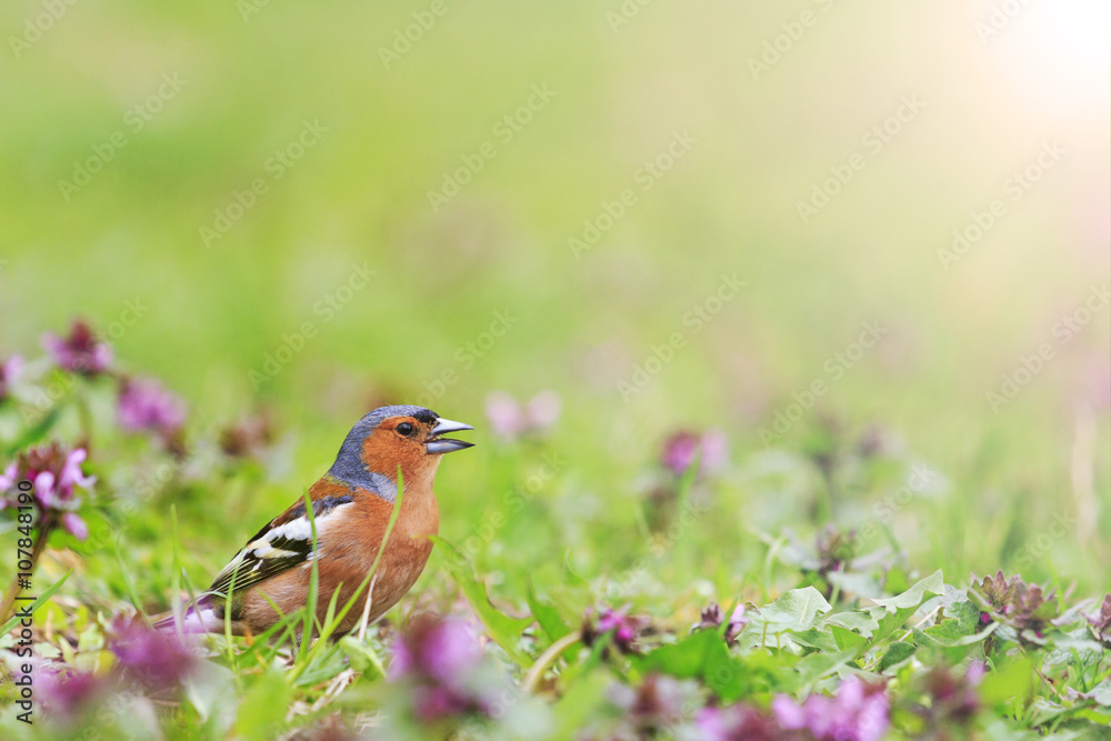 Fototapeta premium bird of bright spring flowers with sunny hotspot