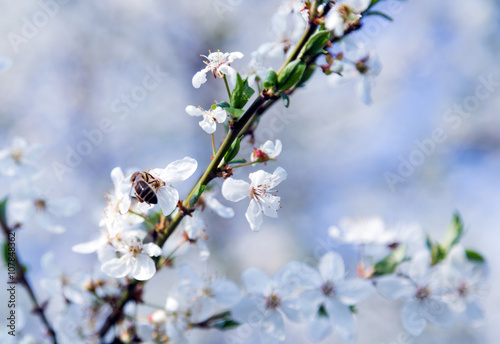 Spring flowers blooming fruit tree wallpaper