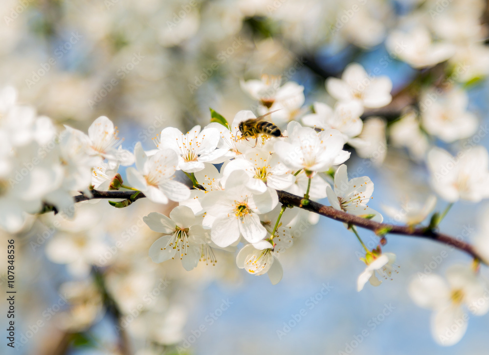 Fototapeta premium Spring flowers petal blooming fruit tree wallpaper