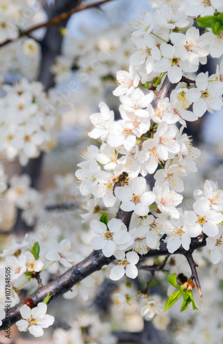 blooming fruit tree