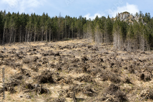  Forest being cut down turning into a dry lifeless field